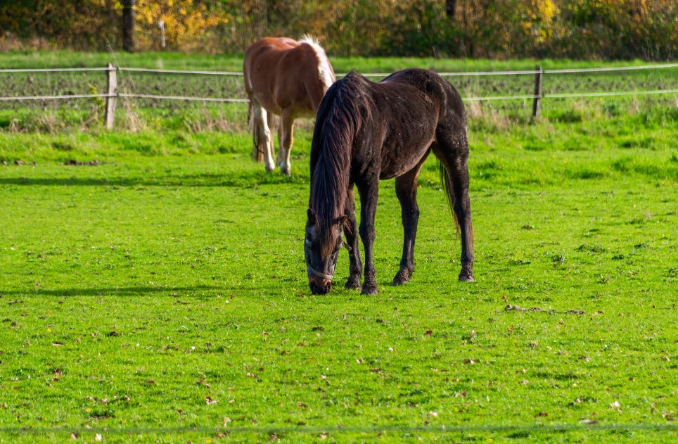 Two horses grazing on a green pasture