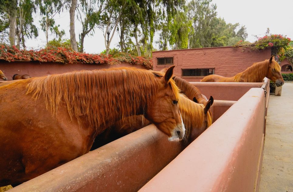 Group of horses feeding in an outdoor trough