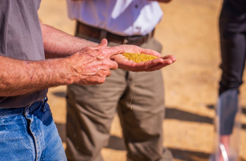 A man examines grains in his hands outdoors