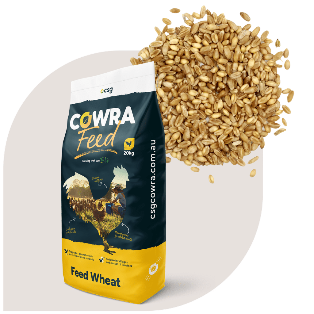 Feed Wheat csg