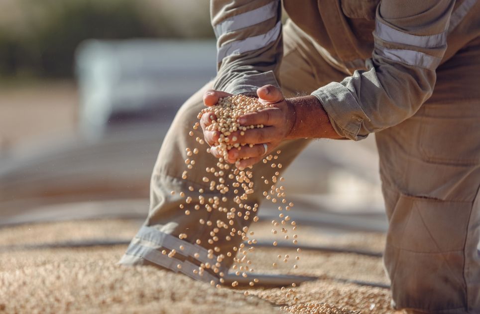 Hands holding soybeans during harvest 