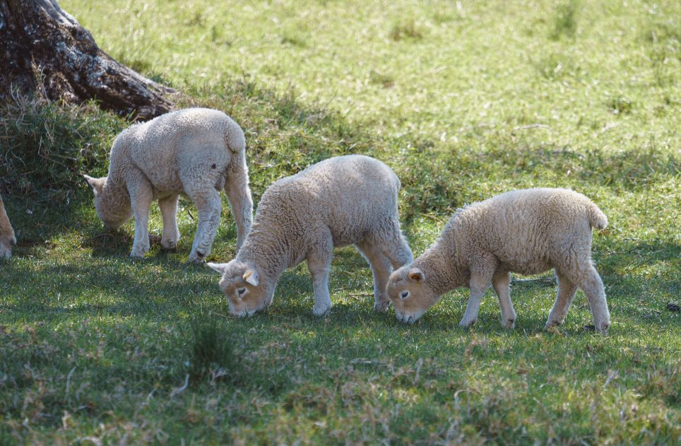Lambs feeding on grass in a sunlit rural pasture, showcasing serene nature