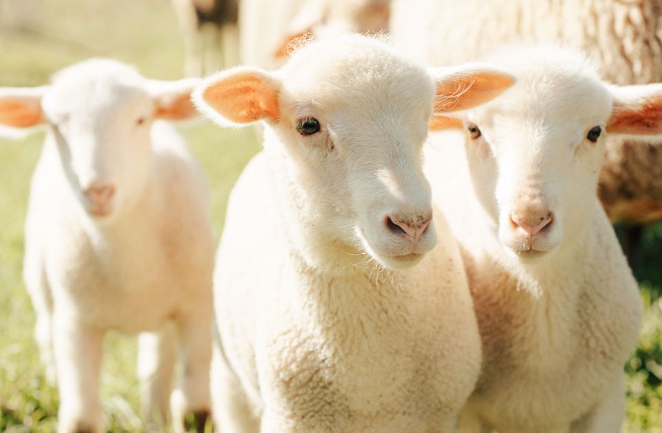 Young lambs on a sunny day in a pasture.