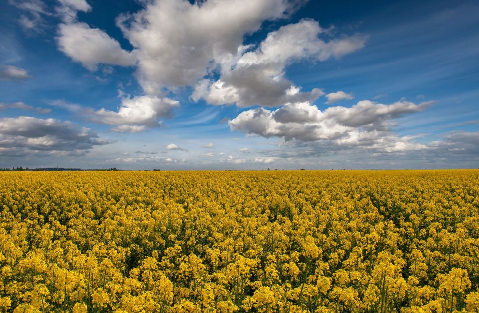 View of yellow canola fields with a bright blue sky and fluffy clouds