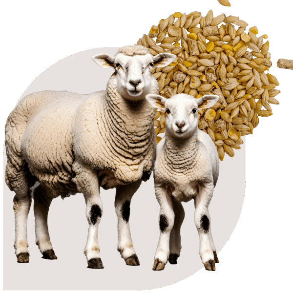 Ewe & Lamb Blend