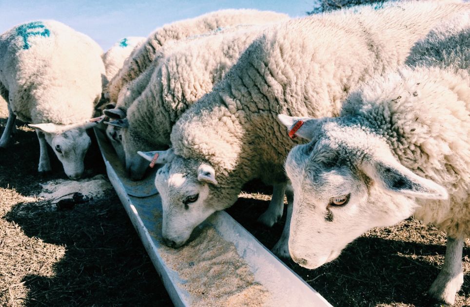 Sheep grazing on a farm in natural daylight