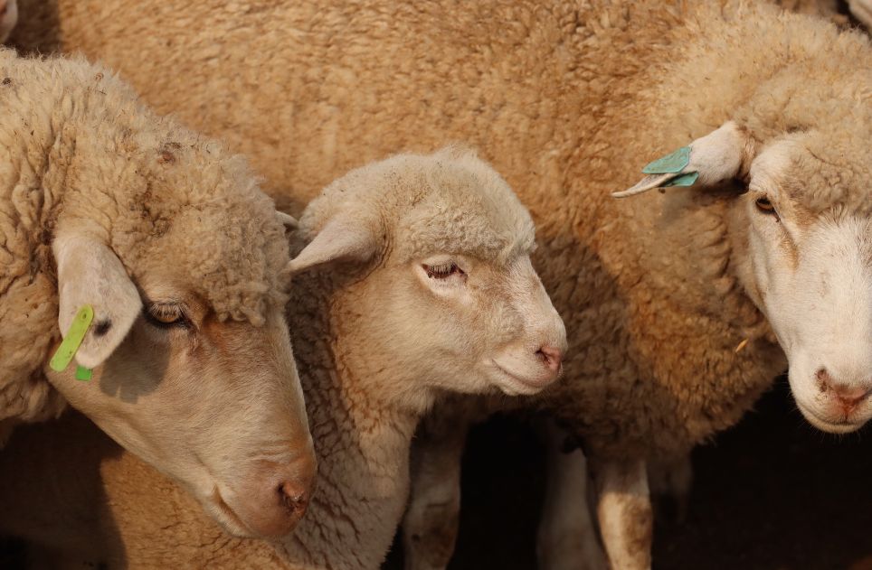 A group of lamb and sheep huddled together