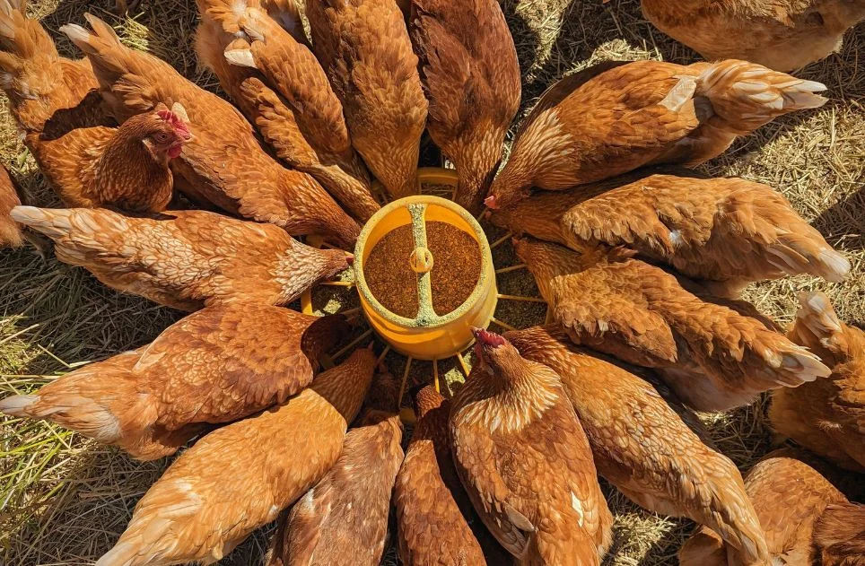 Free-range laying hens gathered around a circular feeder, eating poultry feed in an outdoor paddock.