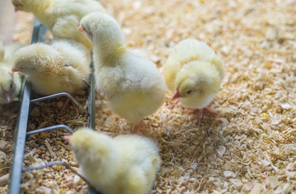 chickens eating corn and grain