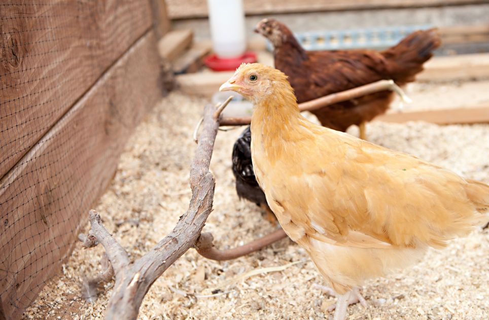 two young pullet in the coop with grain surrounding it