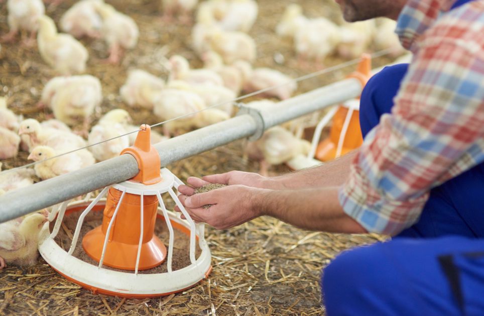 Farmer feeding chickens in the coop
